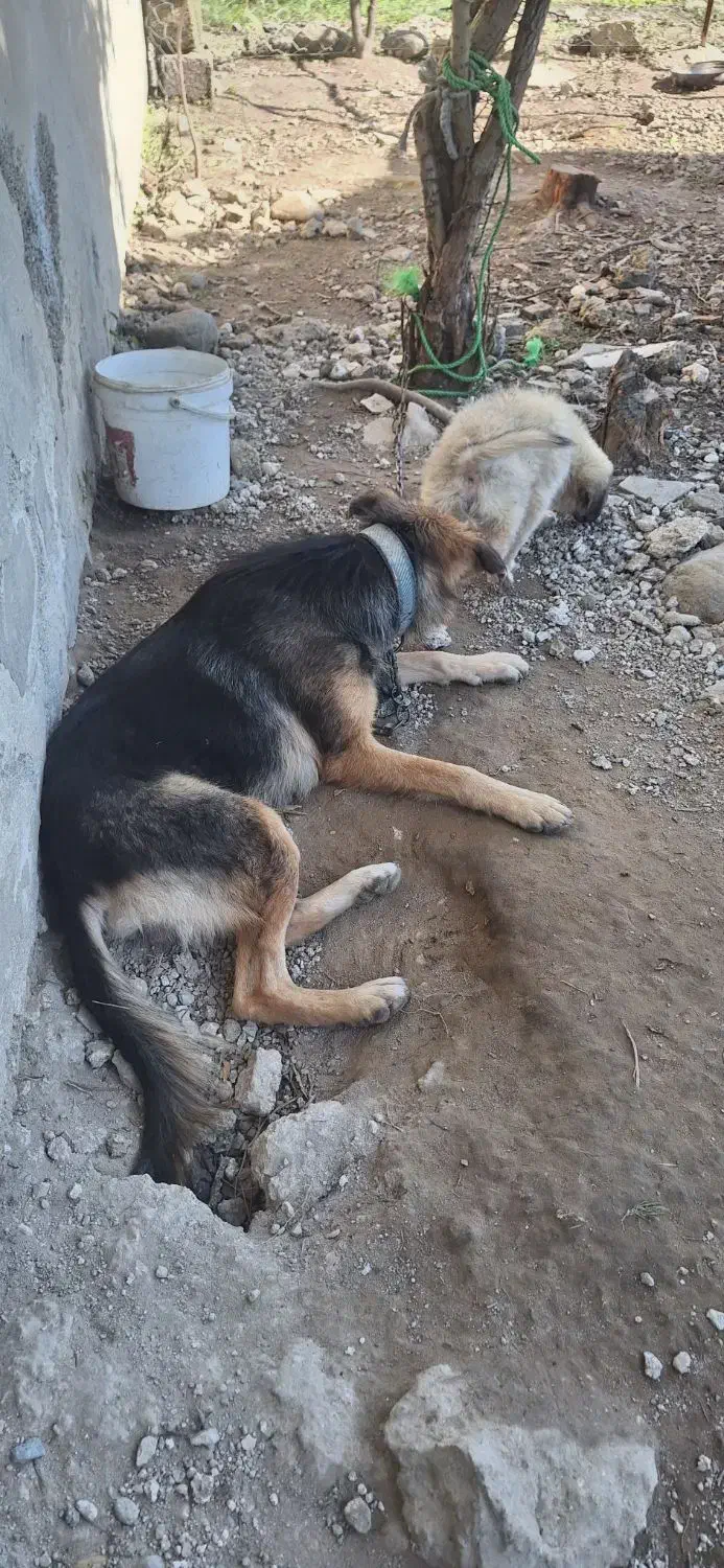 سگ ژرمن ماده شکم طلا|سگ|فومن, |دیوار