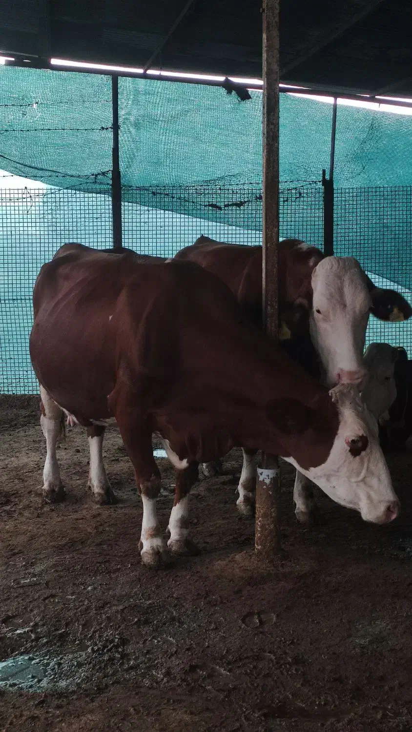 گاو سیمینتال شیری ابست|حیوانات مزرعه|بهشهر, |دیوار