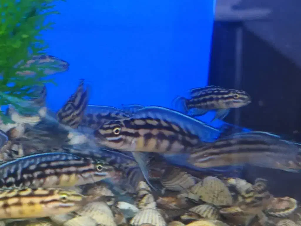 ماهیان تانگانیکا کالووس اسلاتوس|ماهی|قزوین, |دیوار