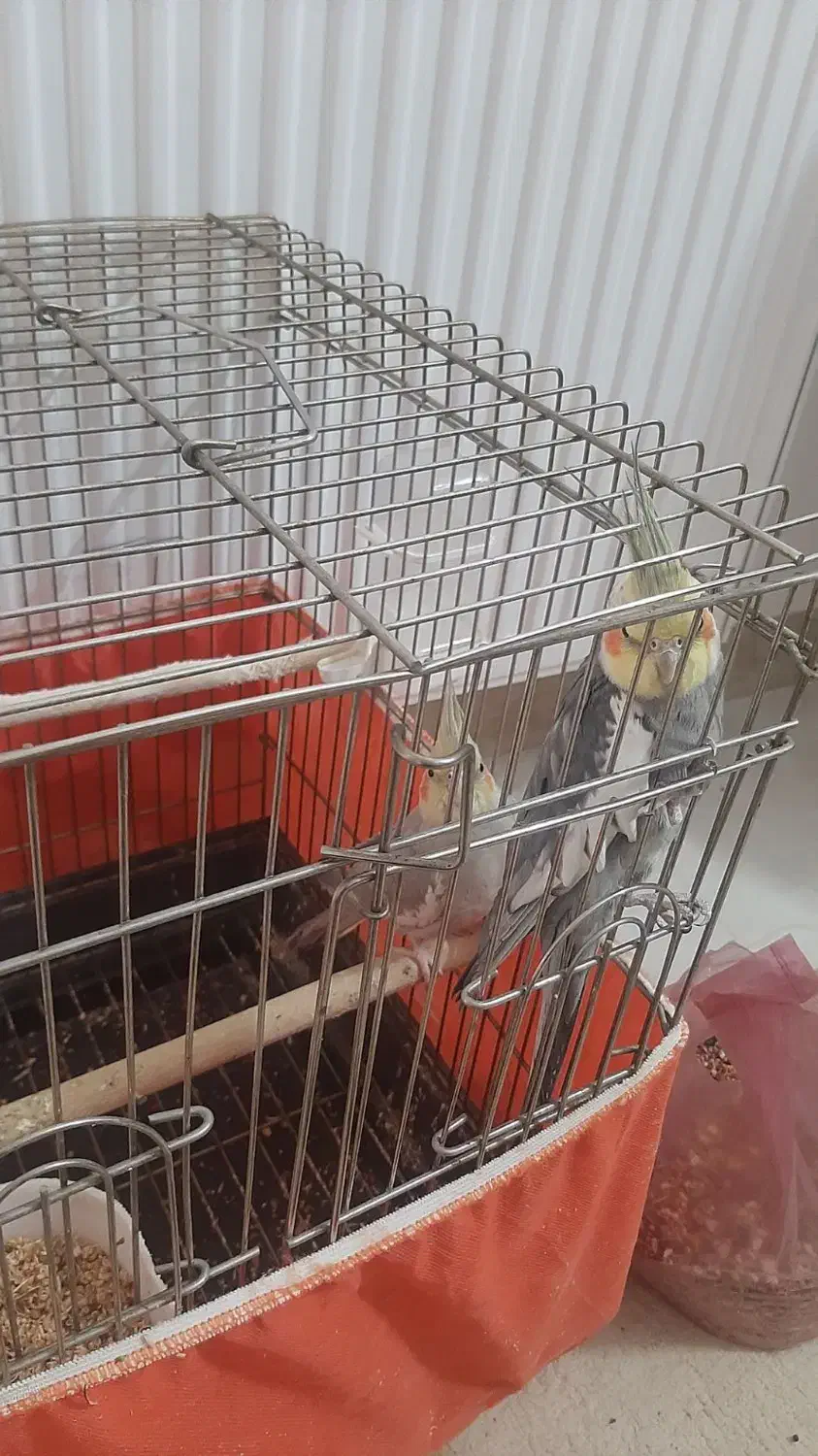 عروس هلندی|پرنده|بشاریات, |دیوار