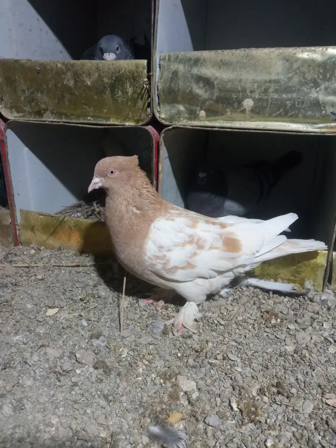 کبوتر|پرنده|سراوان, |دیوار