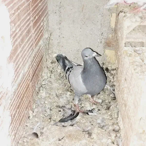 کبوتر|پرنده|گنبد کاووس, |دیوار