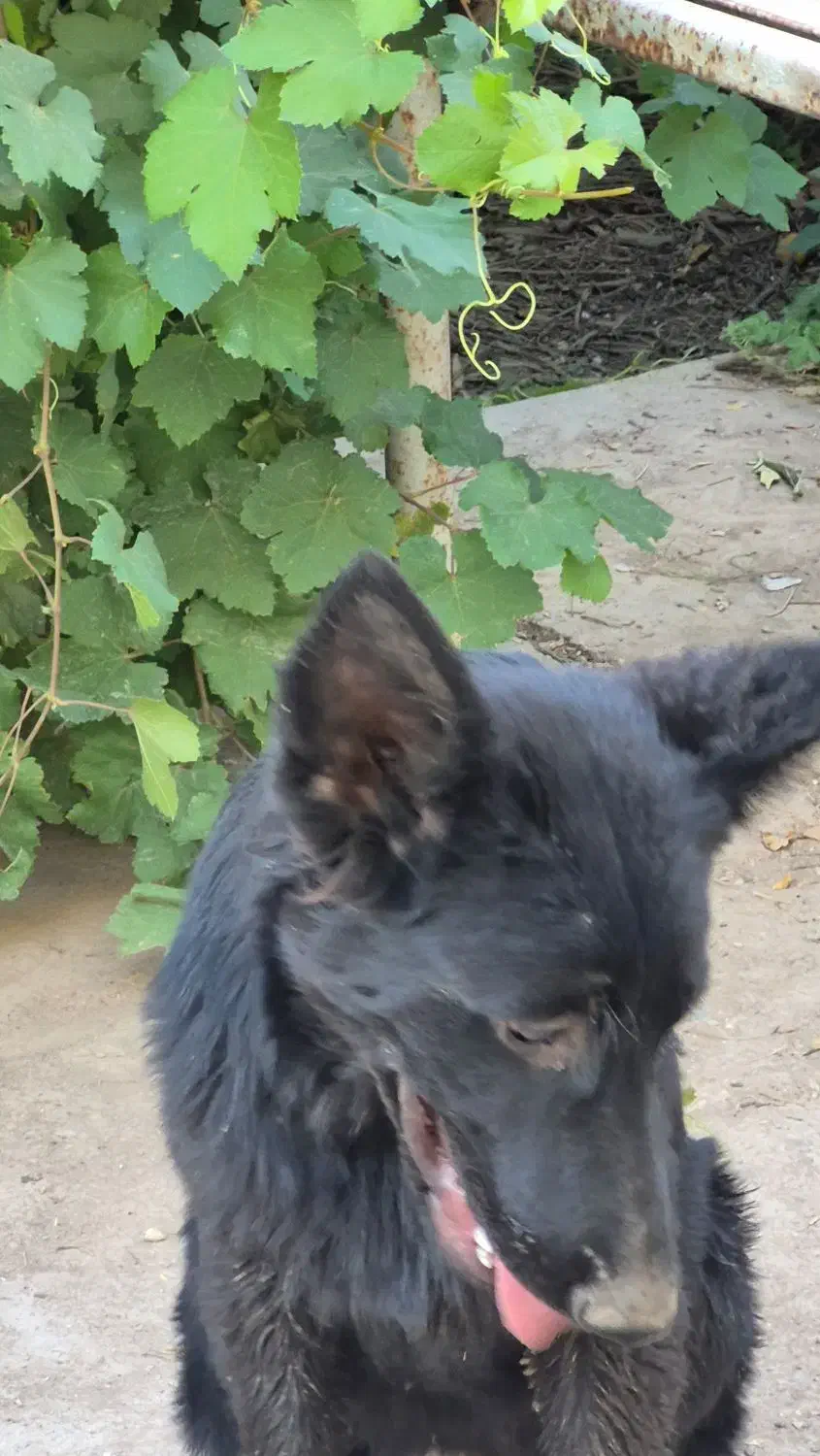 شاه توله سگ ژرمن شولاین|سگ|دزفول, |دیوار