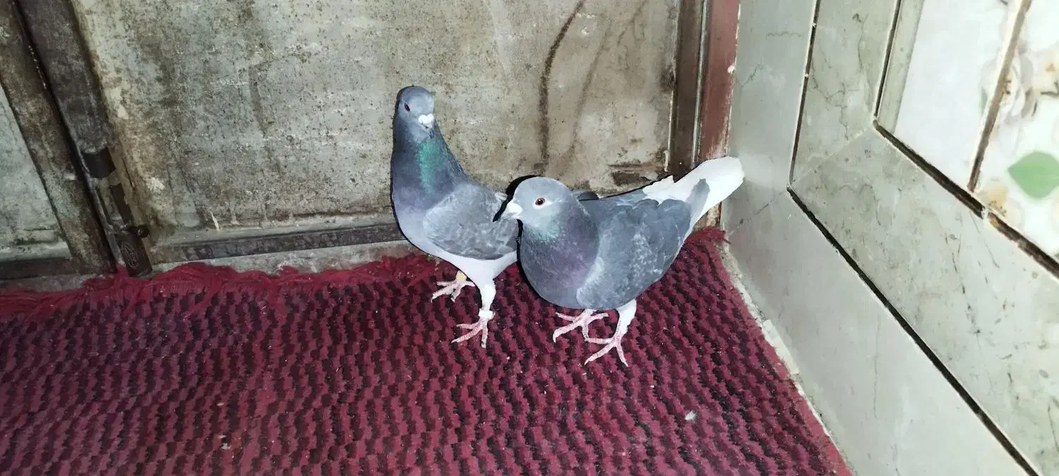 پرنده|پرنده|خاش, |دیوار