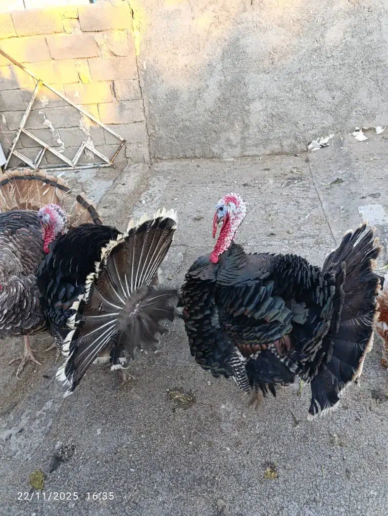 بوقلمون محلی|حیوانات مزرعه|الشتر, |دیوار