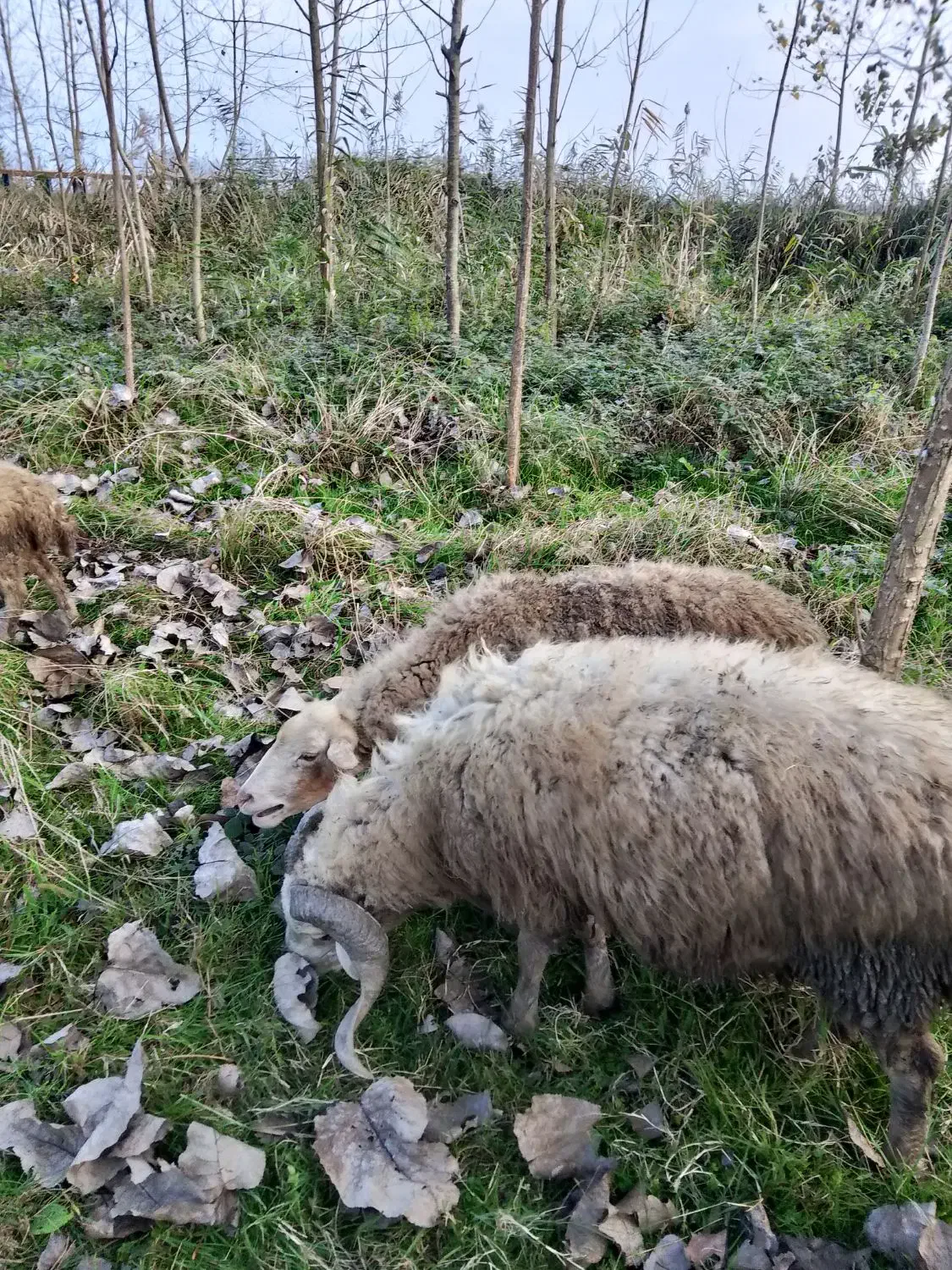 گوسفند نر تخمی فروش یا معاوضه|حیوانات مزرعه|لنگرود, |دیوار