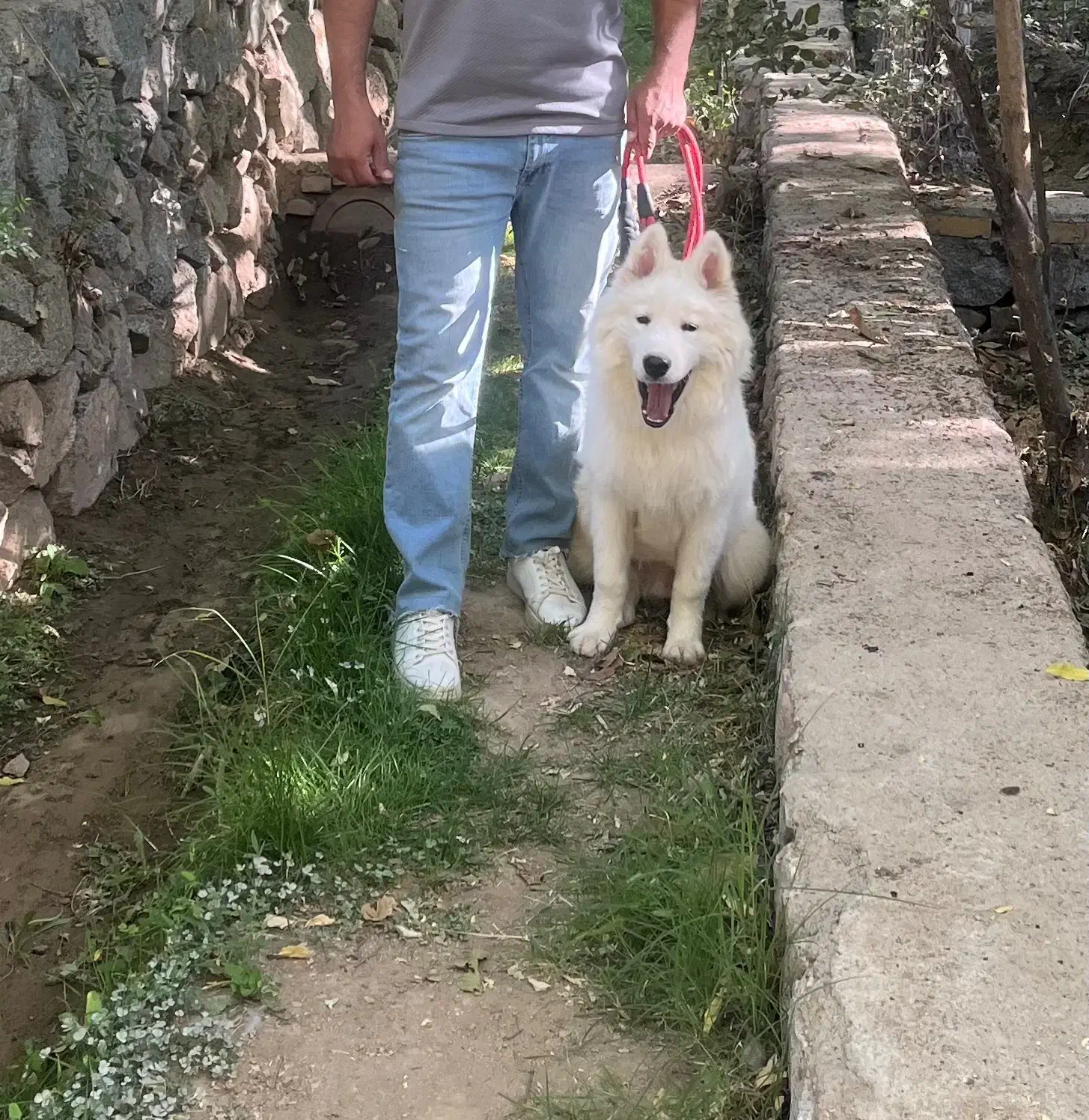 فروش توله ساموید ۹ماهه|سگ|یزد, |دیوار