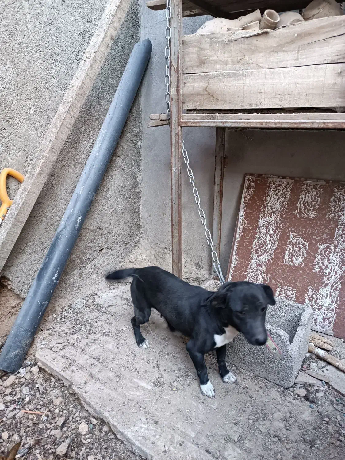 سگ پاکوتاه|سگ|صحنه, |دیوار