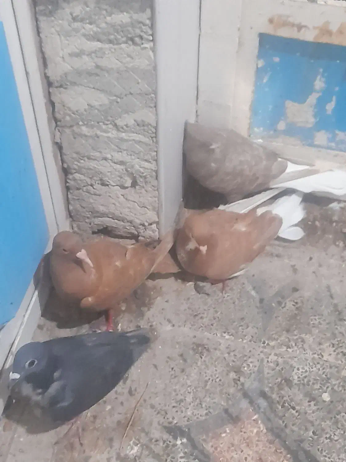 سلام دوستان کبوتر  فروشی|پرنده|کارون, |دیوار