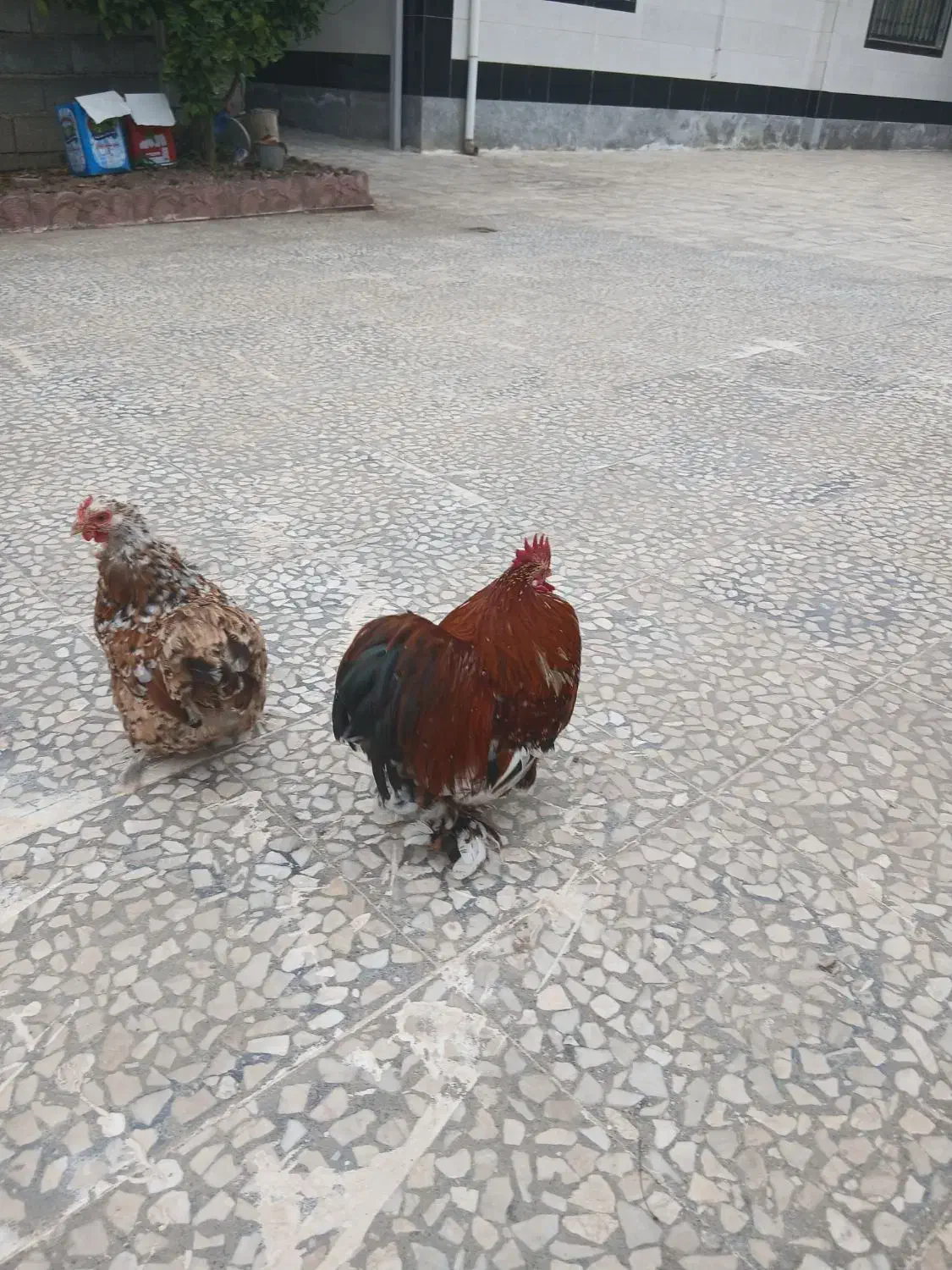 مرغ امپراطوری|حیوانات مزرعه|رودبنه, |دیوار