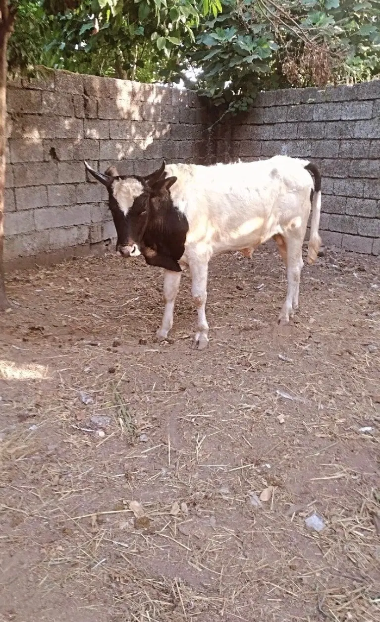 ورزا|حیوانات مزرعه|رشت, حومه رشت|دیوار