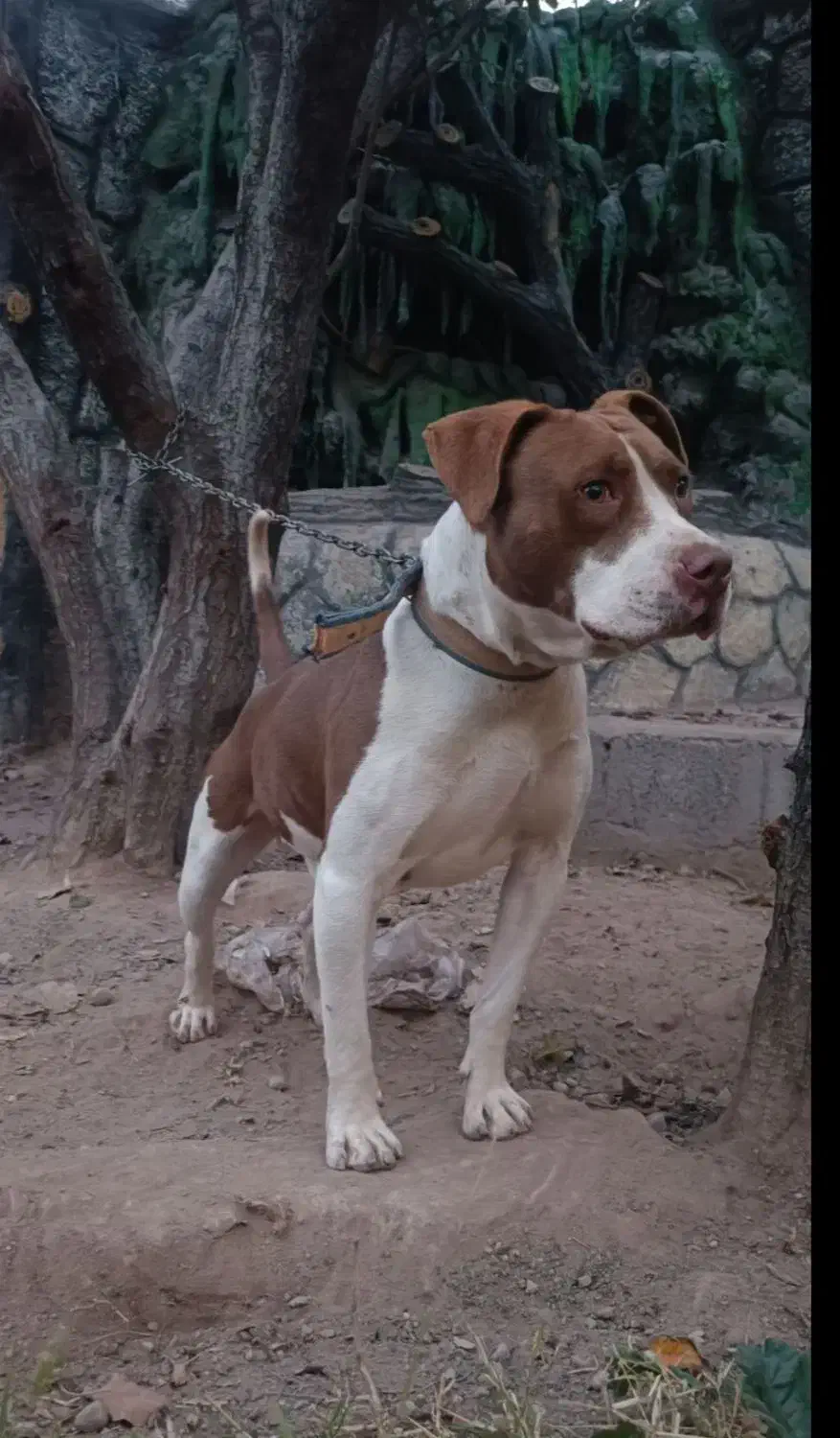 سگ پیتبول.|سگ|تبریز, |دیوار