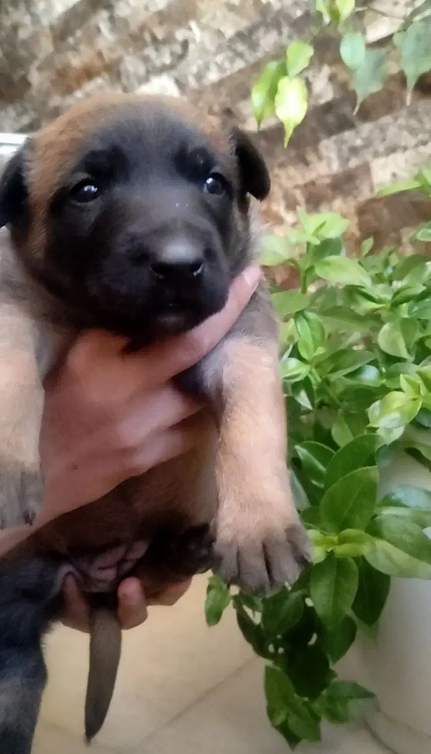 توله مالینیوز|سگ|کرمان, |دیوار