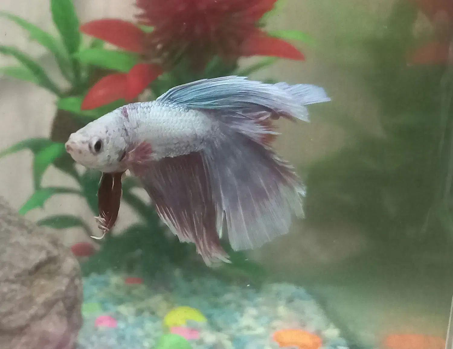 ماهی فایتر|ماهی|تبریز, |دیوار