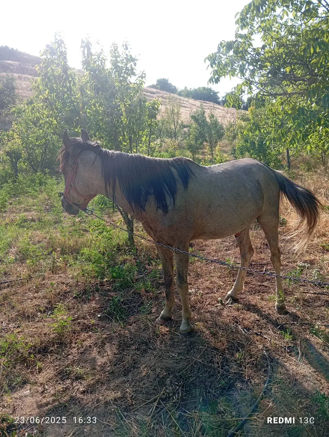 اسب نر|اسب و تجهیزات اسبسواری|آشخانه, |دیوار