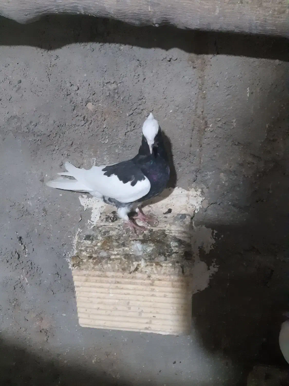 کبوتر|پرنده|کارزان, |دیوار