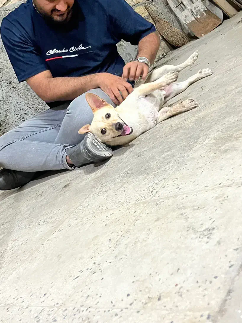 واگذاری سگ پامر اشپیتز|سگ|تهران, دارآباد|دیوار