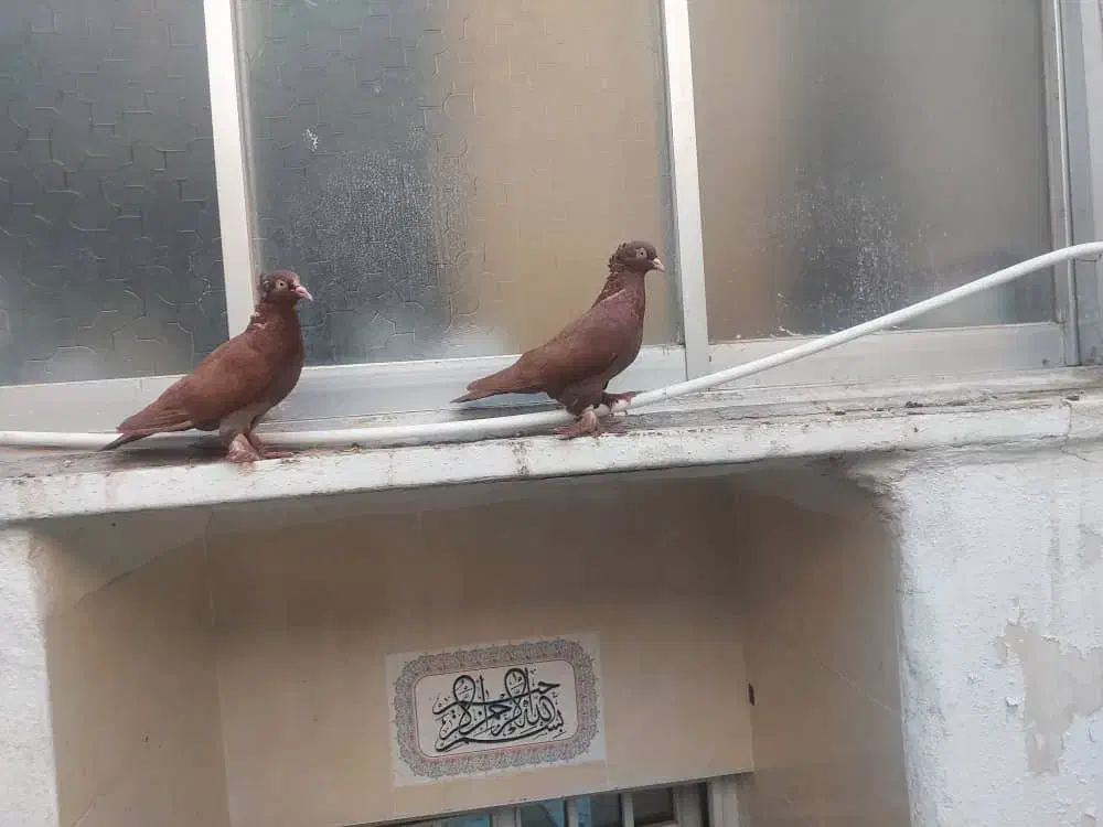 کفتر راعبی یا رواعب|پرنده|قم, قم نو|دیوار