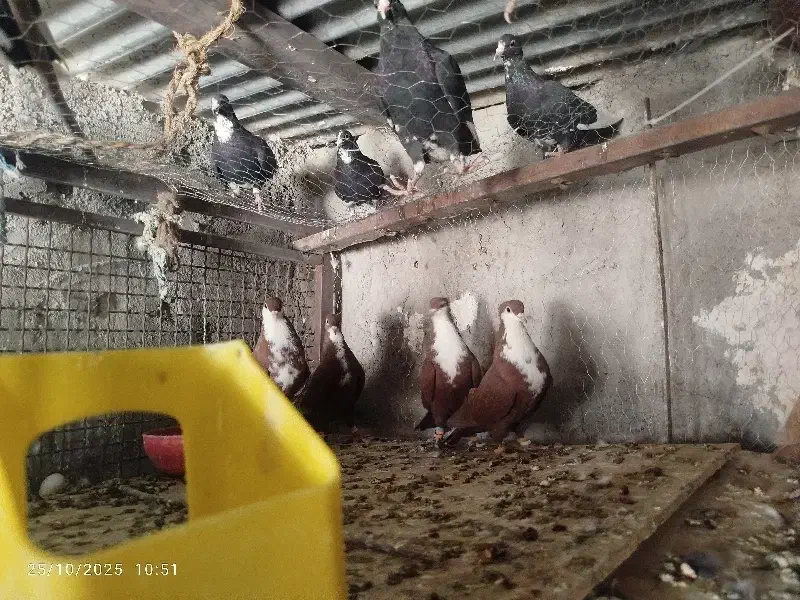 قرمز ریش کلاهی نر ماده عروسک|پرنده|بم, |دیوار