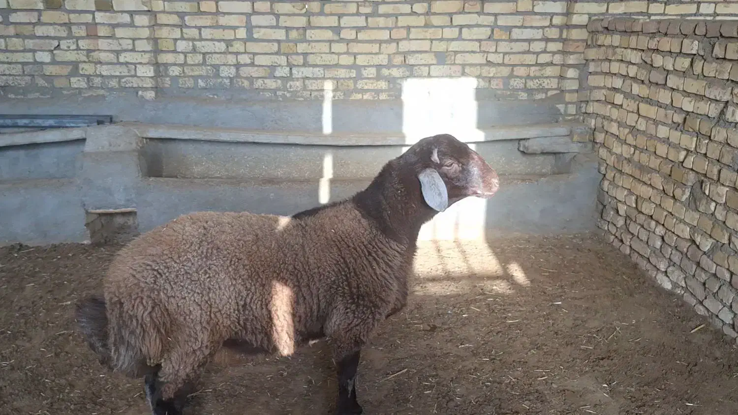 بره قوچ همو و هترو|حیوانات مزرعه|اسفراین, |دیوار