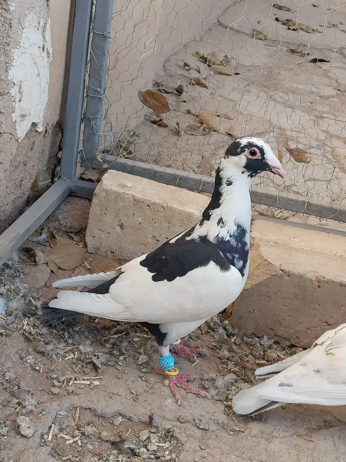 کفتر پرنده|پرنده|قزوین, |دیوار