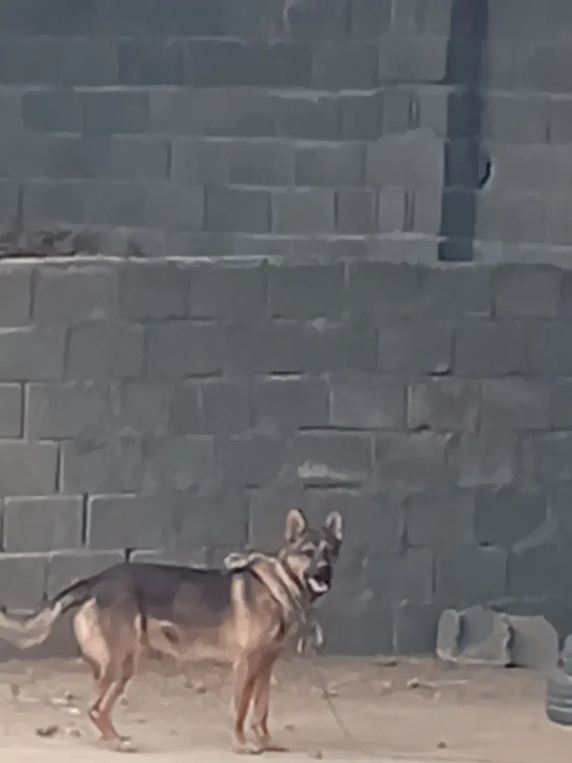 سگژرمن|سگ|اصفهان, بهارستان|دیوار