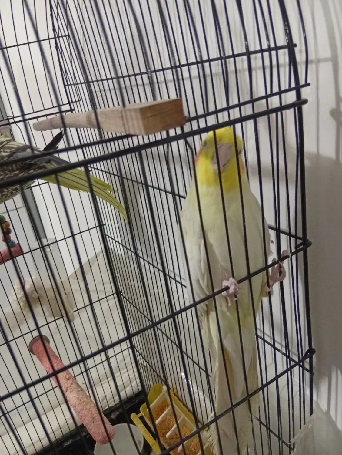 سه عدد عروس هلندی|پرنده|مشهد, هفت تیر (نه دره)|دیوار