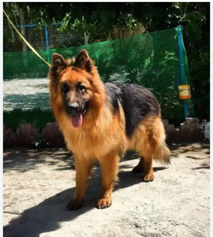 فروش|سگ|جلفا, |دیوار