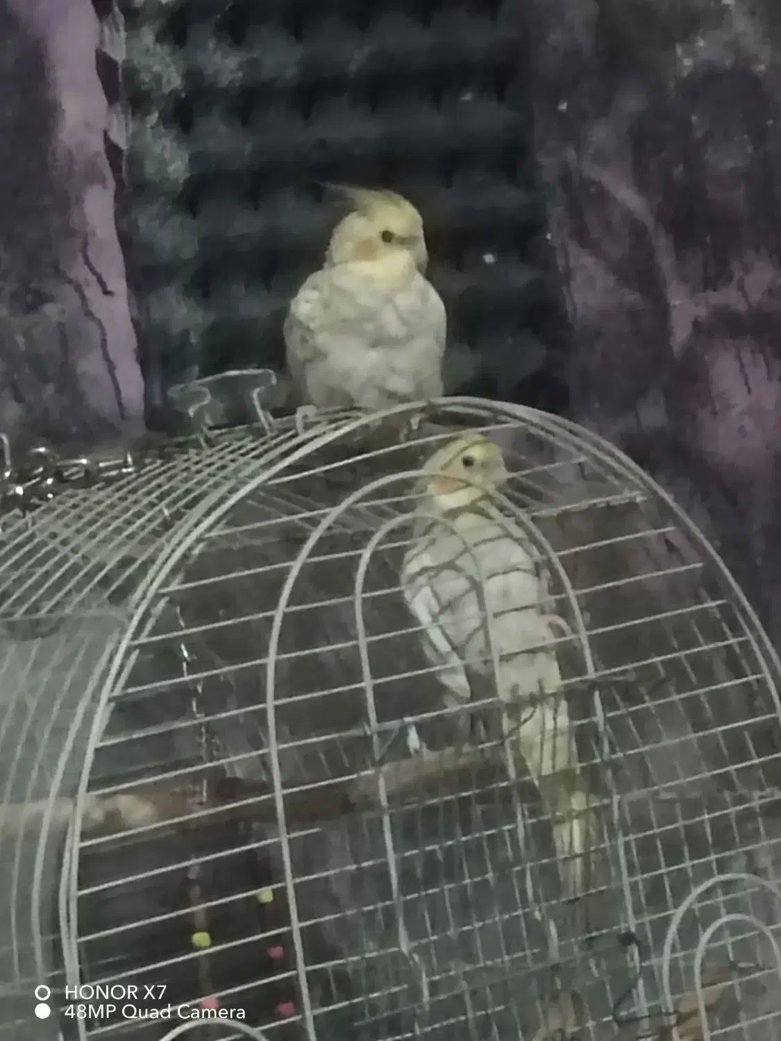 عروس هلندی نر 4 ماهه معاوضه و فروش|پرنده|تهران, مینابی|دیوار