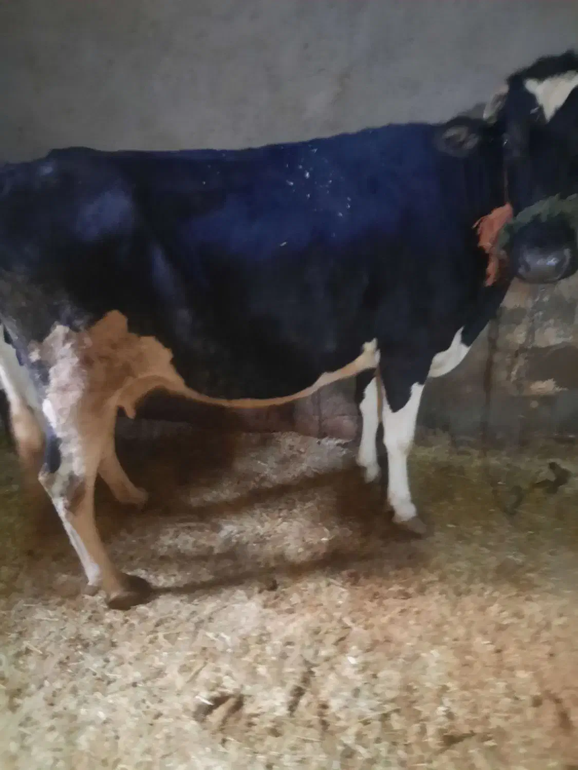 گاو شیری آبستن|حیوانات مزرعه|دهگلان, |دیوار