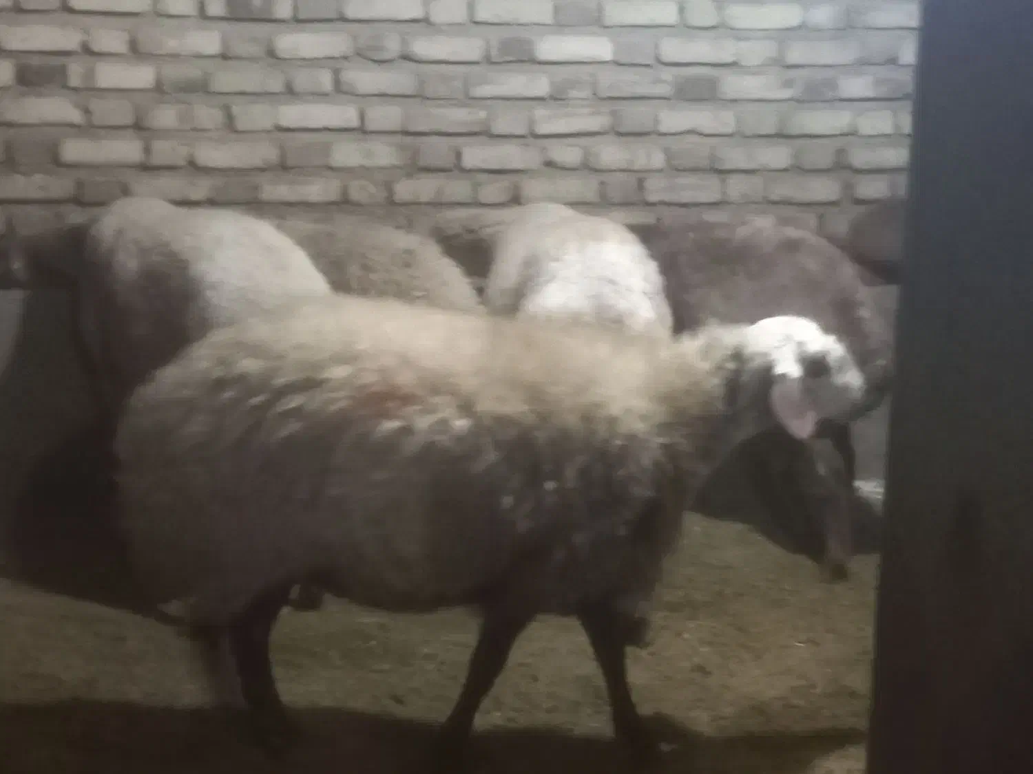 شکه مای چاق|حیوانات مزرعه|کلیائی, |دیوار