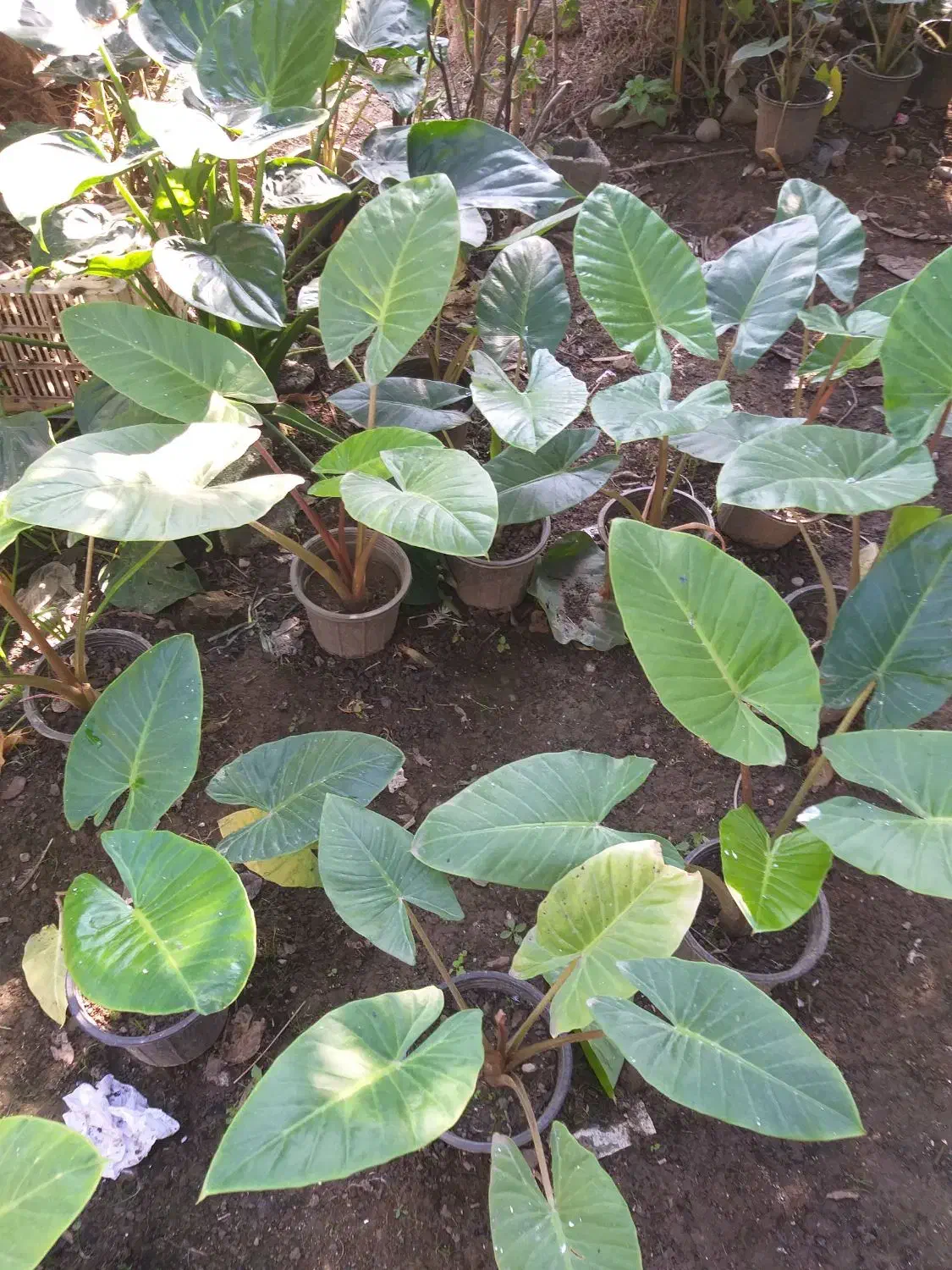 تولید وفروش انواع گلهای آپارتمانی وباغچه. ای|گل و گیاه طبیعی|گتاب, |دیوار