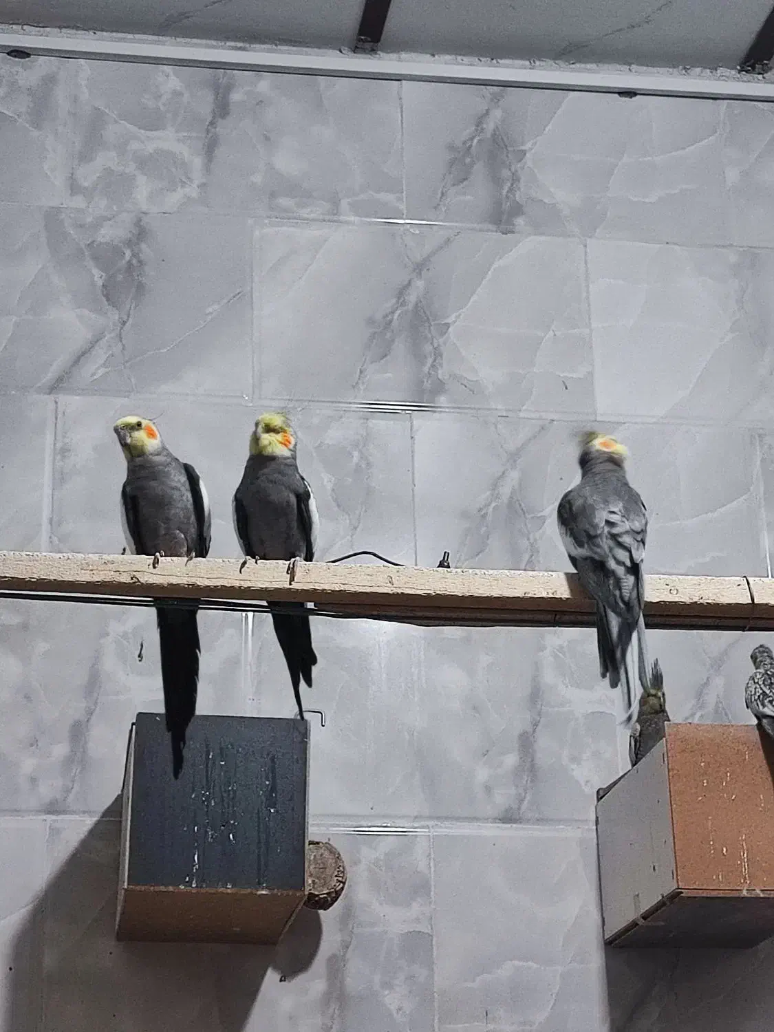 عروس هلندی|پرنده|یزد, |دیوار