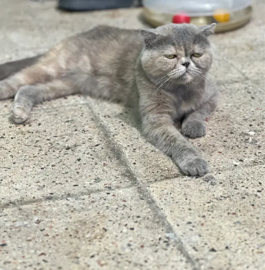 / هیمالین / اسکاتیش ماده|گربه|مشهد, مشکینی (شهرک غرب)|دیوار