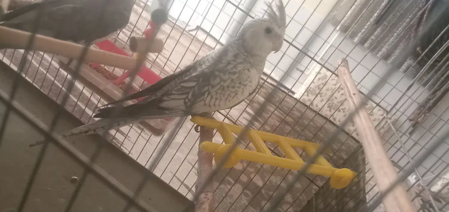 عروس نر|پرنده|دورود, |دیوار