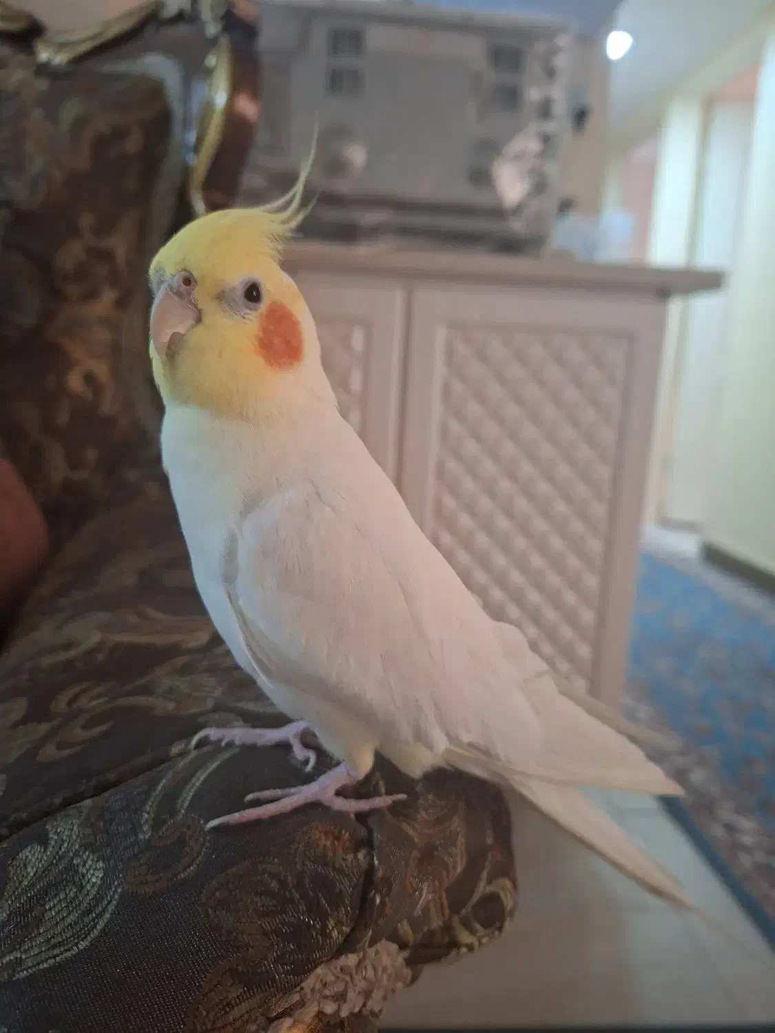 عروس هلندی نر سخنگو|پرنده|تهران, نعمتآباد|دیوار