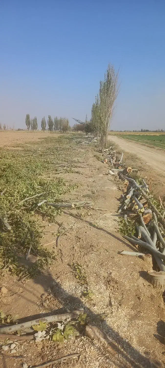 چوب|خدمات باغبانی و درختکاری|اراک, |دیوار