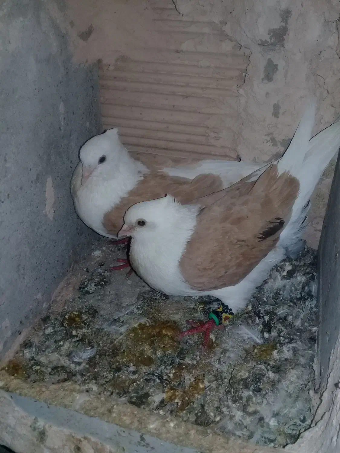 کبوتر پشتی|پرنده|سبزوار, ایزی شهر|دیوار