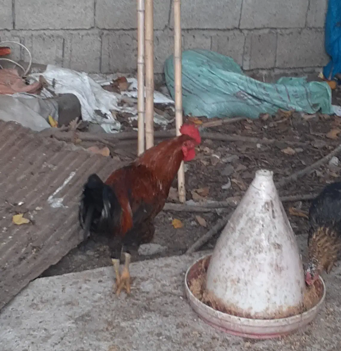 خروسهای داشتی بهترین رنگ دو رگه|حیوانات مزرعه|املش, |دیوار