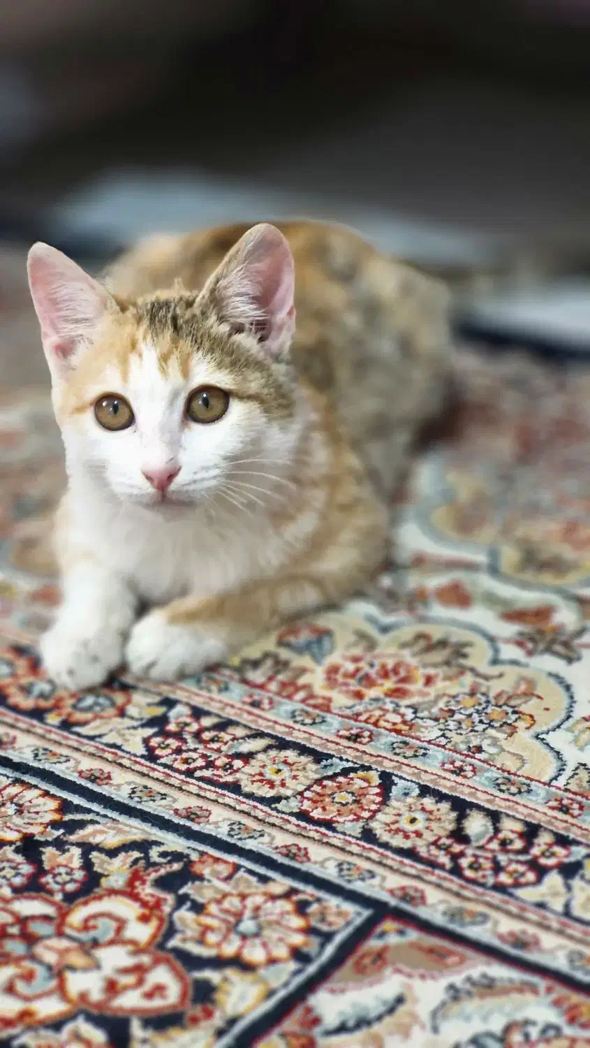 واگذاری گربه خانگی به فرد متعهد|گربه|قم, پردیسان|دیوار