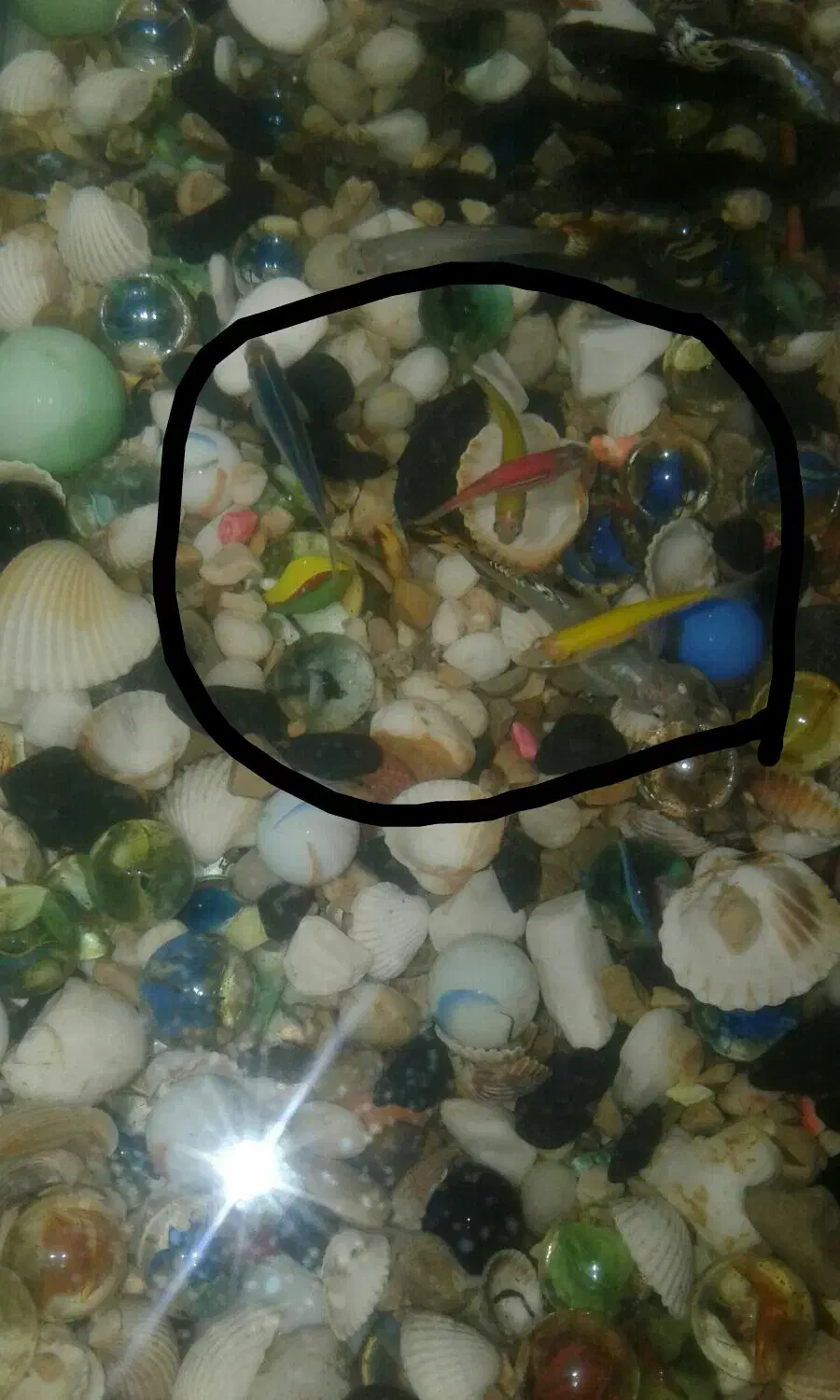 ماهی گپی ،مولی و زبرا|ماهی|دامغان, |دیوار