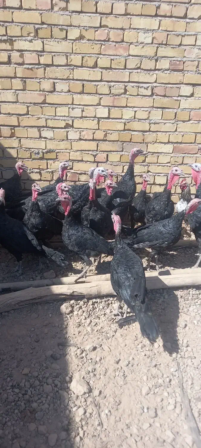 بوقلمون نر و ماده|حیوانات مزرعه|جوین, |دیوار