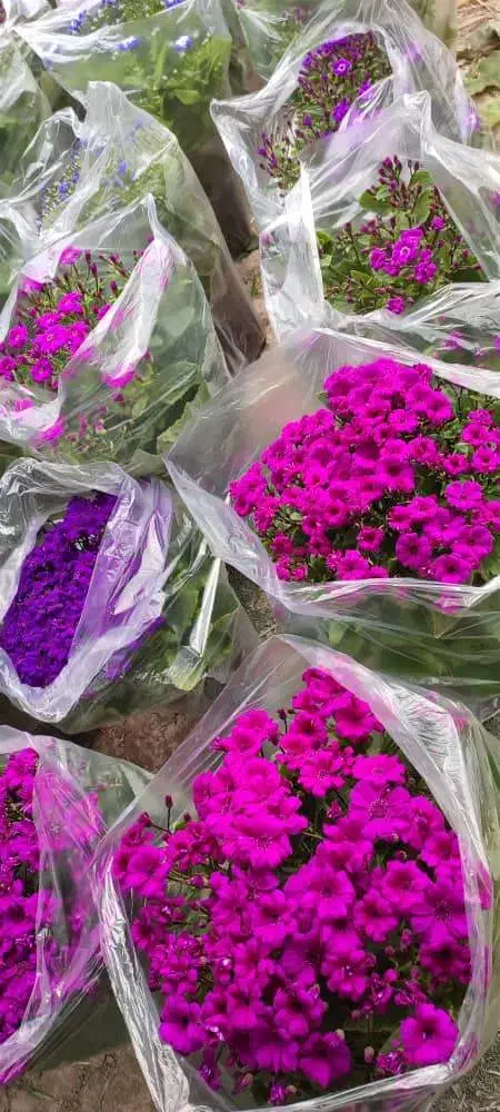 گل سینره|گل و گیاه طبیعی|ساوه, |دیوار