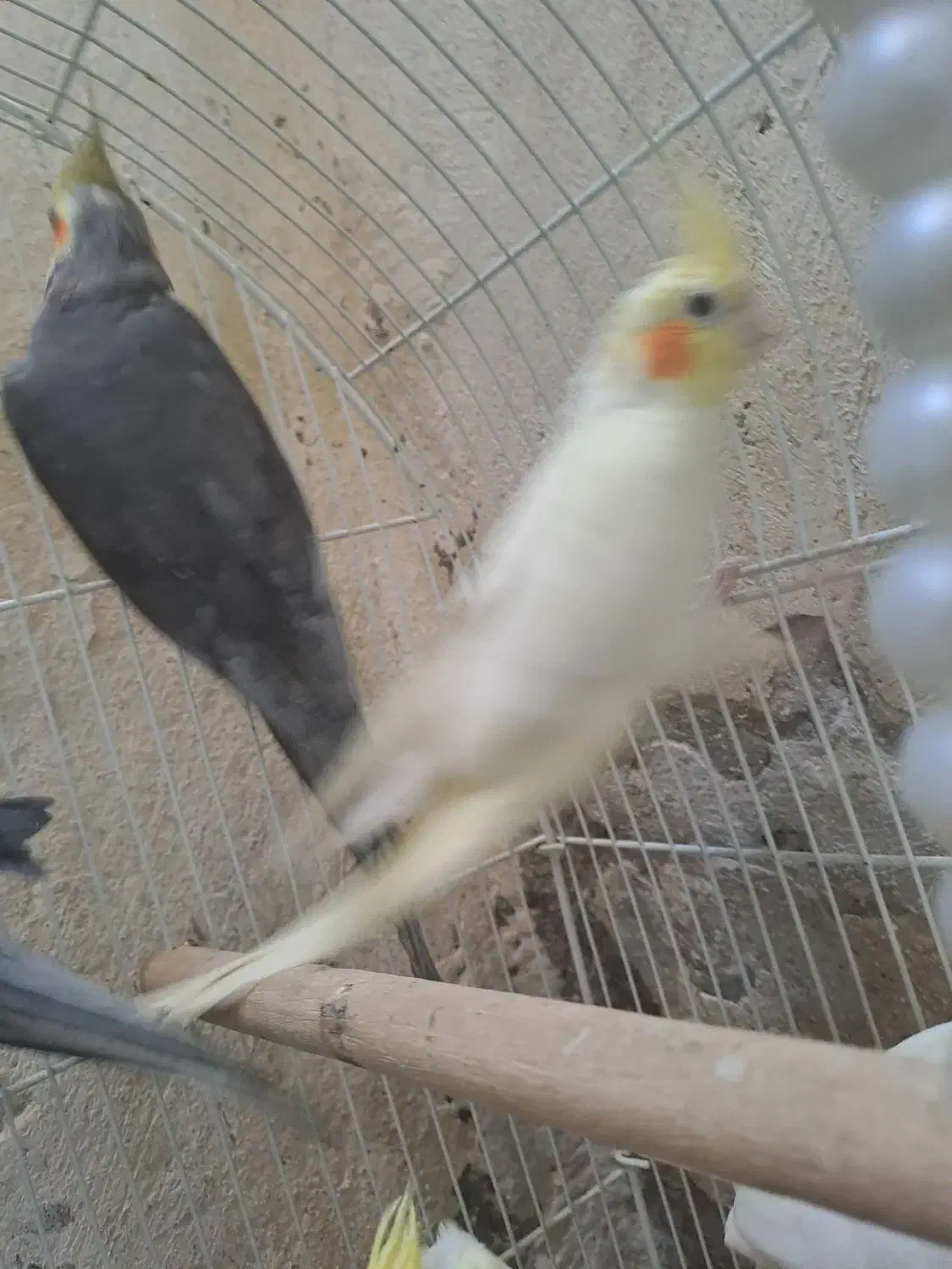 عروس هلندی|پرنده|پاکدشت, حصار امیر|دیوار