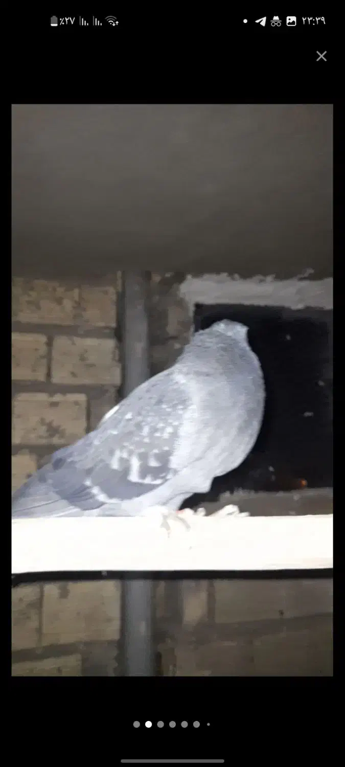 کبوتر|پرنده|خمینی‌شهر, |دیوار