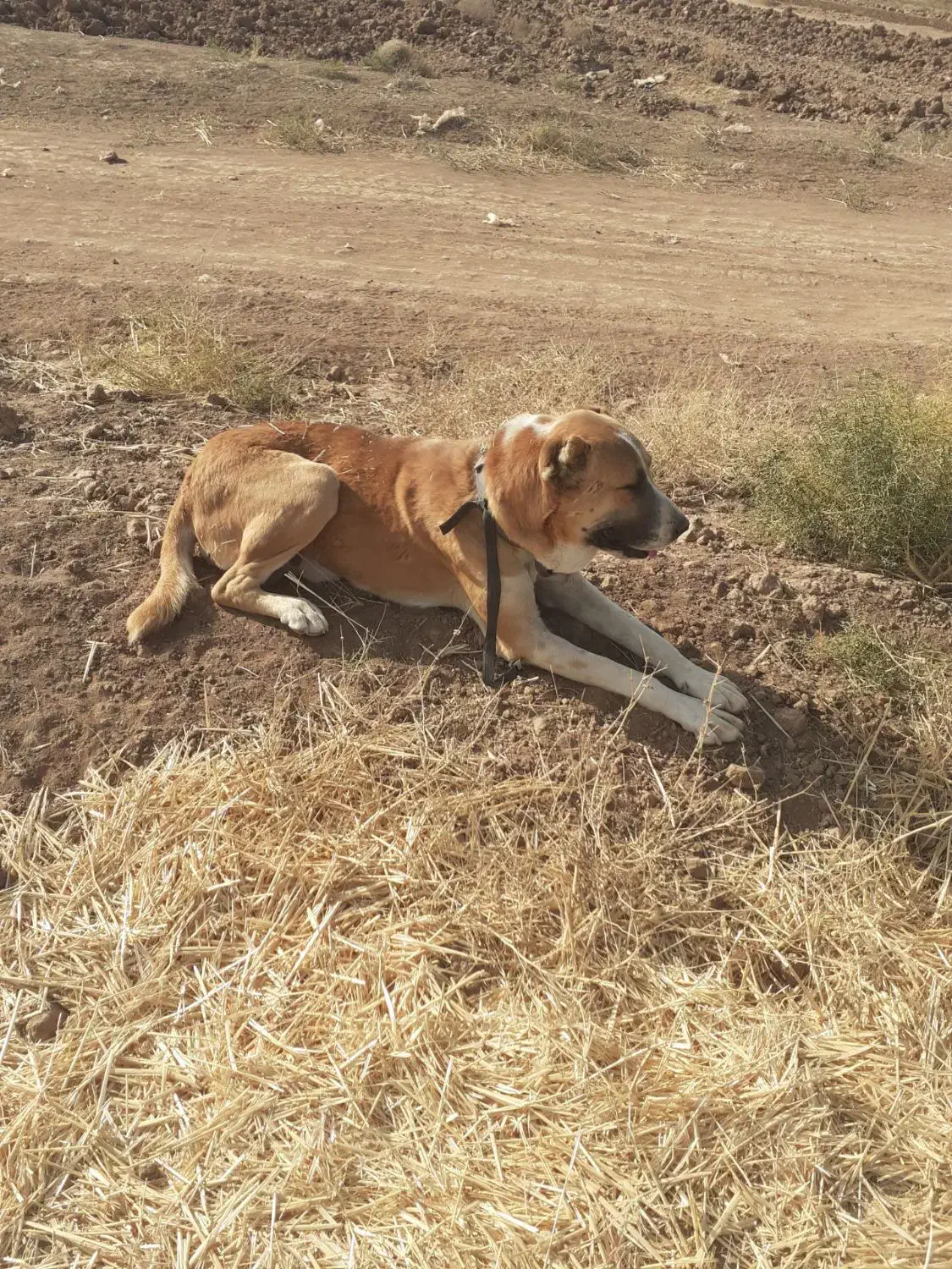 سگ گمشده|حیوانات|پائین جام, |دیوار