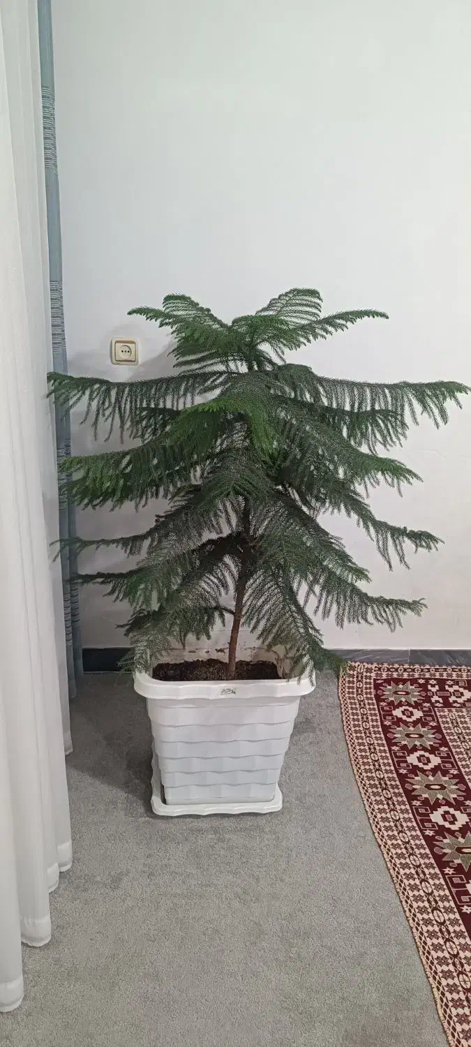 گل بزرگ|گل و گیاه طبیعی|بروجرد, |دیوار