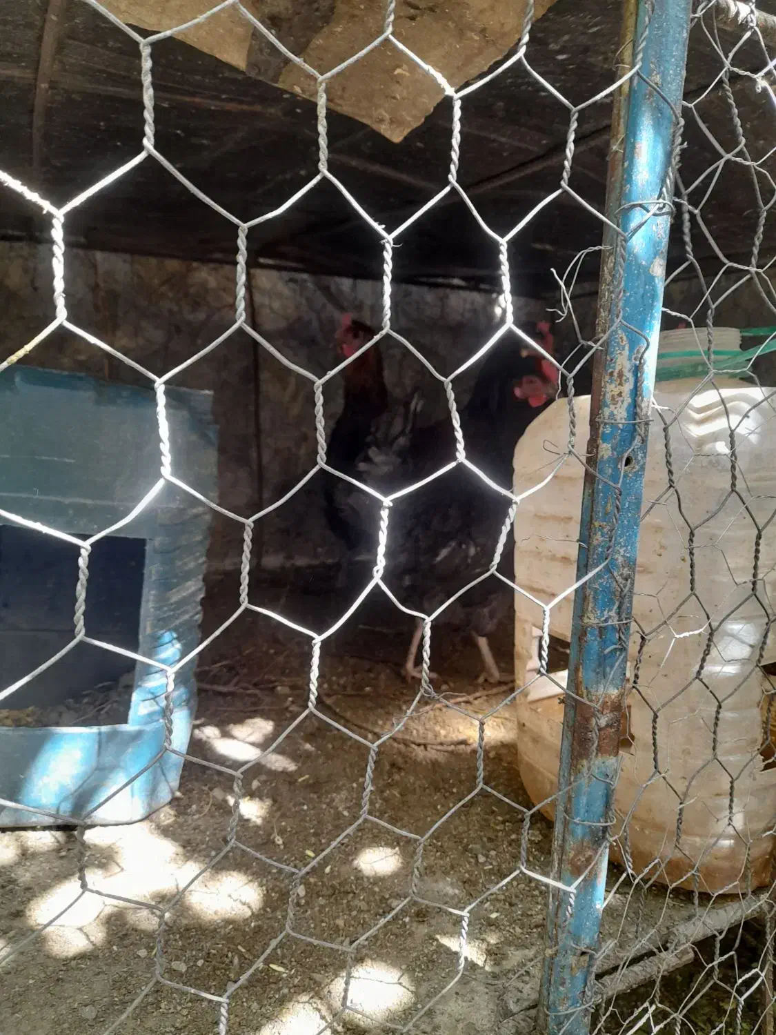 مرغ و خروس محلی دهبکری|حیوانات مزرعه|دهبکری, |دیوار