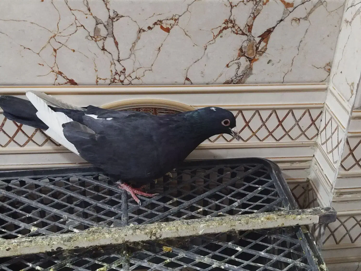 کفتر مینا|پرنده|زاهدان, |دیوار