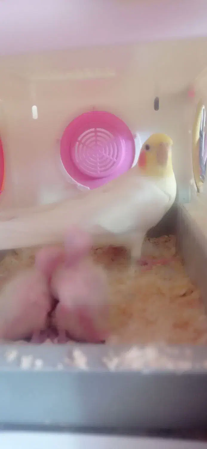 جفت مولد عروس هلندی کارداده سخنگو مولد جوان|پرنده|جلگه رخ, |دیوار